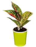 2" Aglaonema Golden Powder 